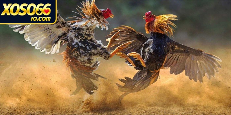 Sau khi cân ký cũng như chọn gà, hai chiến kê được dắt vào sân đấu