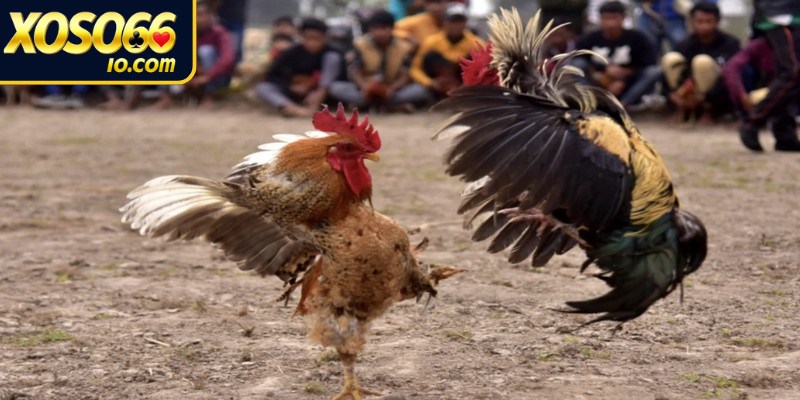 Bật mí luật chơi của đá gà tre chi tiết