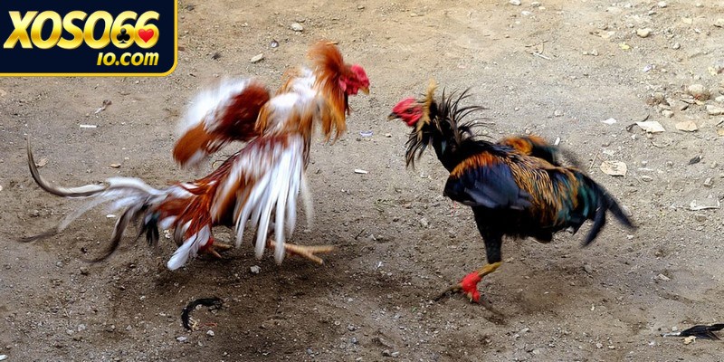 Bạn nên lựa chọn chiến kê chất lượng khi chơi